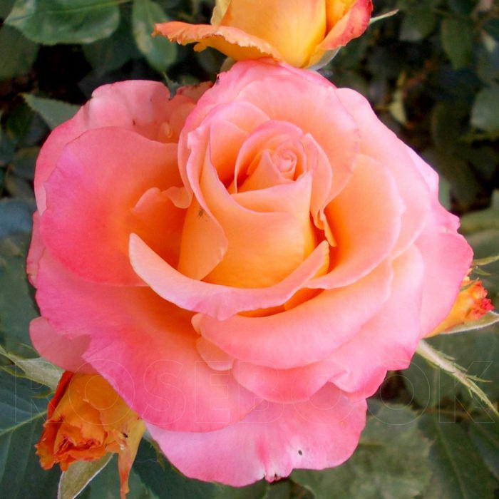 Cheap Exotic Rose Seedlings Flower Seeds Perennial Growing Bonsai Corms Tubers Potted Planting Reblooming Fragrant Garden Roots Rhizomes Species Blooms Plant Bulbs Gardening Tree - Seedsplant