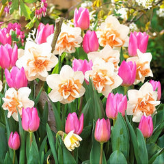 Evening Breeze Tulip Bulbs & Daffodil Blend Blooms Species Growing Bonsai Roots Rhizomes Corms Tubers Potted Planting Reblooming Fragrant Garden Flower Seeds Plant - Seedsplant