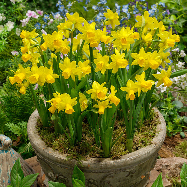 Narcissus Cyclamineus Tete a Tete 12-14cm  Daffodil Narcissus Bulbs Blooms Species Growing Bonsai Roots Rhizomes Corms Tubers Potted Planting Reblooming Fragrant Garden Flower Seeds Plant