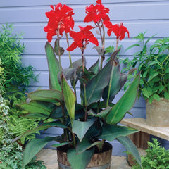Grand Canna Bulbs Perennial Growing Bonsai Roots Rhizomes Corms Tubers Potted Planting Reblooming Fragrant Garden Species Blooms Flower Seeds Plant Gardening