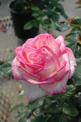 De Monaco Pink Rose Seedlings Flower Seeds Perennial Growing Bonsai Corms Tubers Potted Planting Reblooming Fragrant Garden Roots Rhizomes Species Blooms Plant Bulbs Gardening Tree