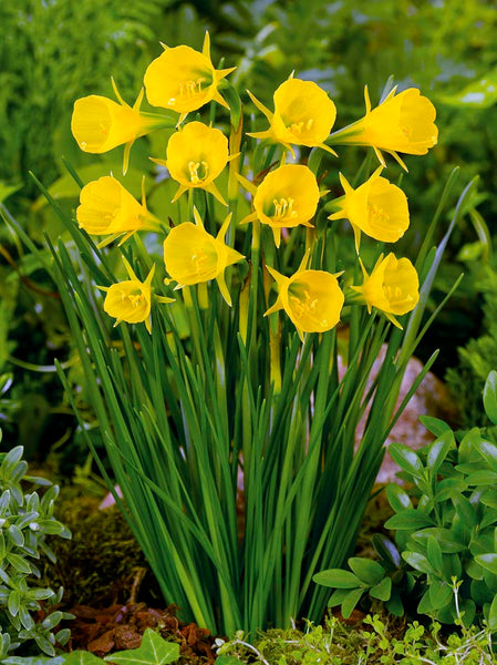Mini Daffodil bulbocodium Golden Bells Narcissus Bulbs Blooms Species Growing Bonsai Roots Rhizomes Corms Tubers Potted Planting Reblooming Fragrant Garden Flower Seeds Plant