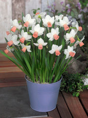 Mini Daffodil Cha Cha Narcissus Bulbs Blooms Species Growing Bonsai Roots Rhizomes Corms Tubers Potted Planting Reblooming Fragrant Garden Flower Seeds Plant