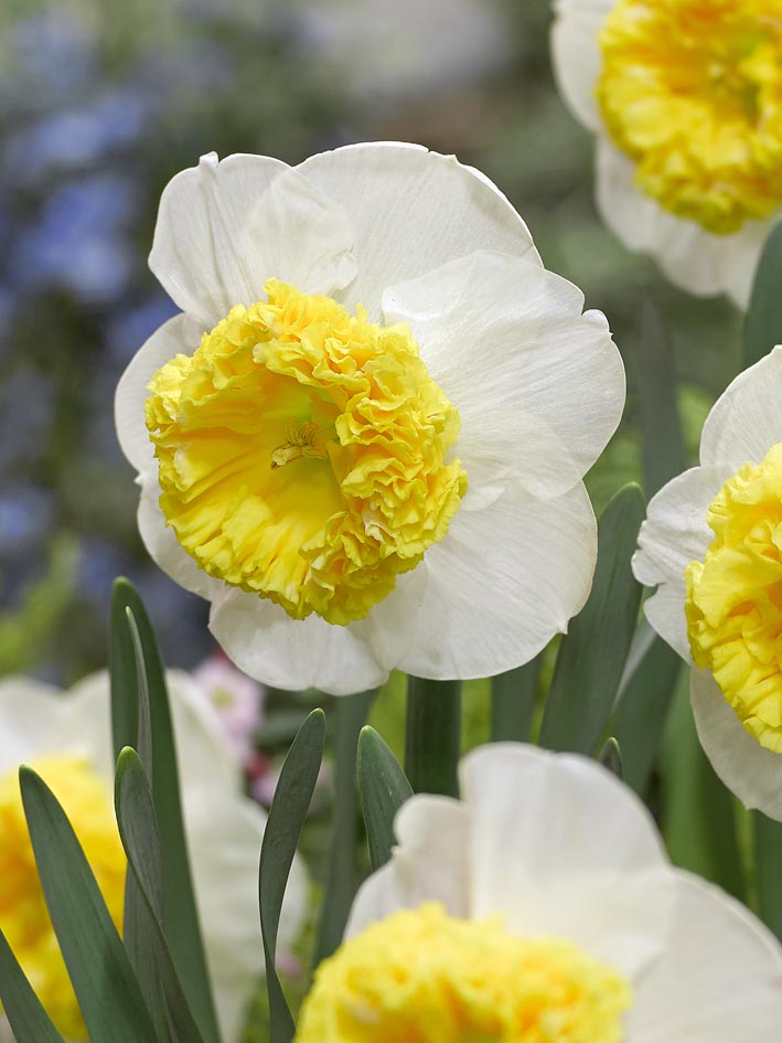 Daffodil Can Can Girl Narcissus Bulbs Blooms Species Growing Bonsai Roots Rhizomes Corms Tubers Potted Planting Reblooming Fragrant Garden Flower Seeds Plant - Seedsplant