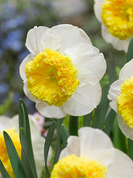 Daffodil Can Can Girl Narcissus Bulbs Blooms Species Growing Bonsai Roots Rhizomes Corms Tubers Potted Planting Reblooming Fragrant Garden Flower Seeds Plant