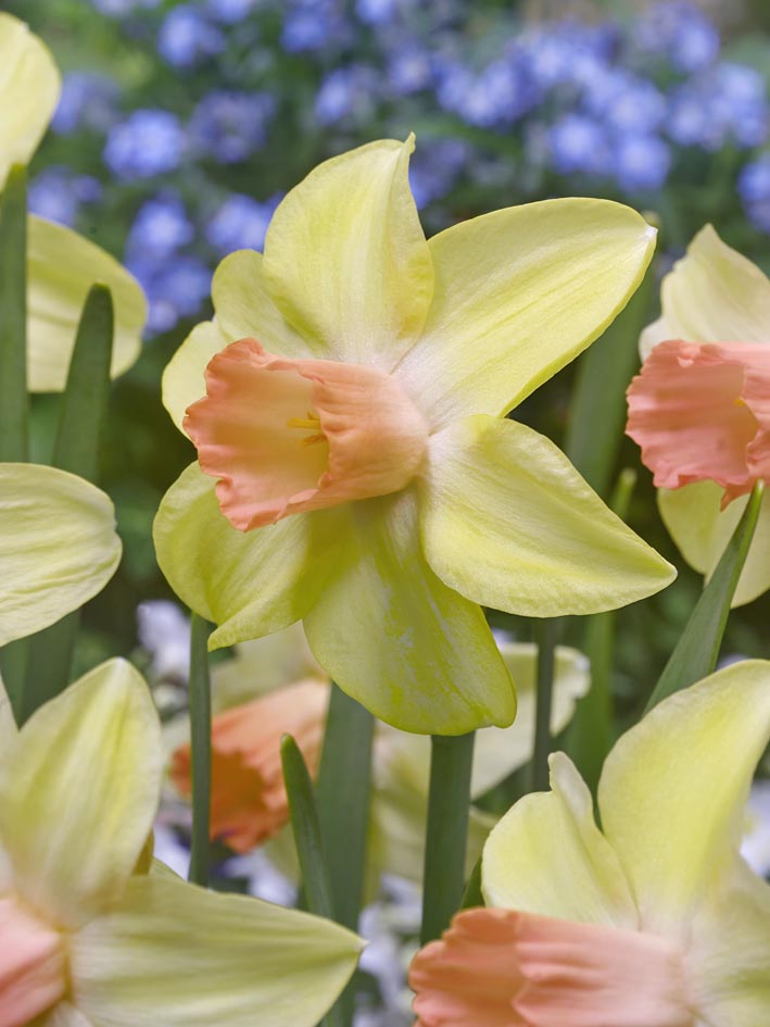 Mini Daffodil Prototype Narcissus Bulbs Blooms Species Growing Bonsai Roots Rhizomes Corms Tubers Potted Planting Reblooming Fragrant Garden Flower Seeds Plant