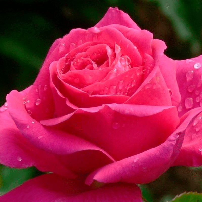 Cheap Rose Seedlings Flower Seeds Perennial Growing Bonsai Corms Tubers Potted Planting Reblooming Fragrant Garden Roots Rhizomes Species Blooms Plant Bulbs Gardening Tree