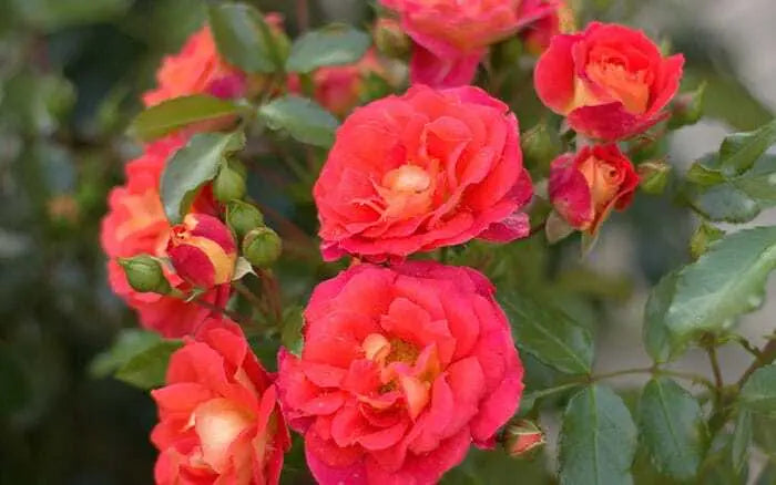 Ballerina Rose Seedlings Flower Seeds Perennial Growing Bonsai Corms Tubers Potted Planting Reblooming Fragrant Garden Roots Rhizomes Species Blooms Plant Bulbs Gardening Tree - Seedsplant