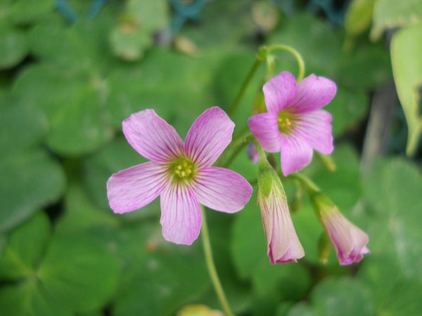 Buy Oxalis Bulbs Wood Sorrel Shamrock Perennial Growing Bonsai Roots Rhizomes Corms Tubers Potted Planting Reblooming Fragrant Garden Species Blooms Flower Seeds Plant Gardening