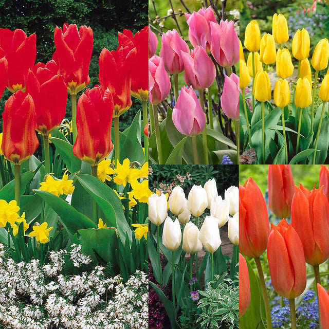 Fosteriana Collection Tulip Bulbs Blooms Species Growing Bonsai Roots Rhizomes Corms Tubers Potted Planting Reblooming Fragrant Garden Flower Seeds Plant - Seedsplant