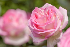 De Monaco Pink Rose Seedlings Flower Seeds Perennial Growing Bonsai Corms Tubers Potted Planting Reblooming Fragrant Garden Roots Rhizomes Species Blooms Plant Bulbs Gardening Tree