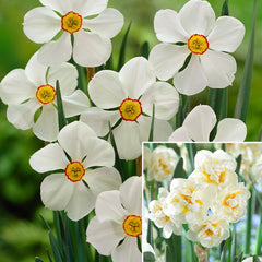 Fragrant Poeticus Narcissi Collection Daffodil Bulbs Blooms Species Growing Bonsai Roots Rhizomes Corms Tubers Potted Planting Reblooming Fragrant Garden Flower Seeds Plant