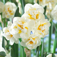 Fragrant Poeticus Narcissi Collection Daffodil Bulbs Blooms Species Growing Bonsai Roots Rhizomes Corms Tubers Potted Planting Reblooming Fragrant Garden Flower Seeds Plant