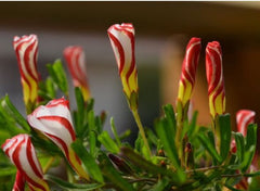Versicolor Oxalis Bulbs Wood Sorrel Shamrock Perennial Growing Bonsai Roots Rhizomes Corms Tubers Potted Planting Reblooming Fragrant Garden Species Blooms Flower Seeds Plant Gardening