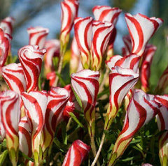 Semillas Oxalis Bulbs Wood Sorrel Shamrock Perennial Growing Bonsai Roots Rhizomes Corms Tubers Potted Planting Reblooming Fragrant Garden Species Blooms Flower Seeds Plant Gardening