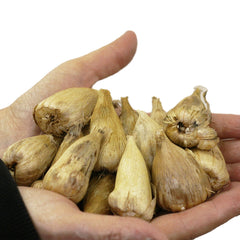 Freesia Single/Double Mixed Bulbs Growing Bonsai Roots Rhizomes Corms Tubers Potted Planting Reblooming Fragrant Garden Species Blooms Flower Seeds Plant Gardening