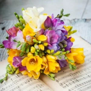 Imported Mixed Freesia Bulbs Growing Bonsai Roots Rhizomes Corms Tubers Potted Planting Reblooming Fragrant Garden Species Blooms Flower Seeds Plant Gardening