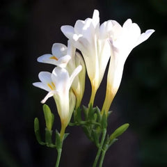 Imported Mixed Freesia Bulbs Growing Bonsai Roots Rhizomes Corms Tubers Potted Planting Reblooming Fragrant Garden Species Blooms Flower Seeds Plant Gardening