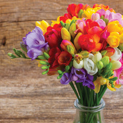 Giant Mixed Freesia Bulbs Growing Bonsai Roots Rhizomes Corms Tubers Potted Planting Reblooming Fragrant Garden Species Blooms Flower Seeds Plant Gardening - Seedsplant