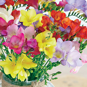 Hadeco Mixed Freesia Bulbs Growing Bonsai Roots Rhizomes Corms Tubers Potted Planting Reblooming Fragrant Garden Species Blooms Flower Seeds Plant Gardening