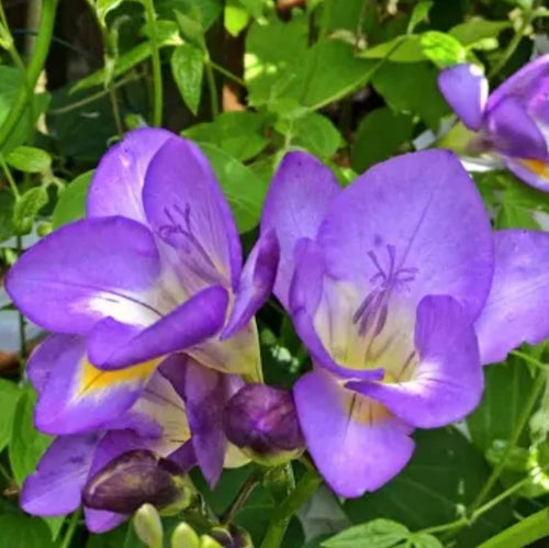 Blue Bayou Freesias Bulbs Growing Bonsai Roots Rhizomes Corms Tubers Potted Planting Reblooming Fragrant Garden Species Blooms Flower Seeds Plant Gardening