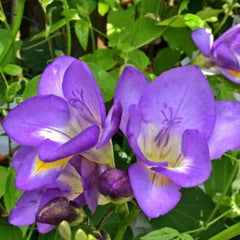 Blue Bayou Freesias Bulbs Growing Bonsai Roots Rhizomes Corms Tubers Potted Planting Reblooming Fragrant Garden Species Blooms Flower Seeds Plant Gardening