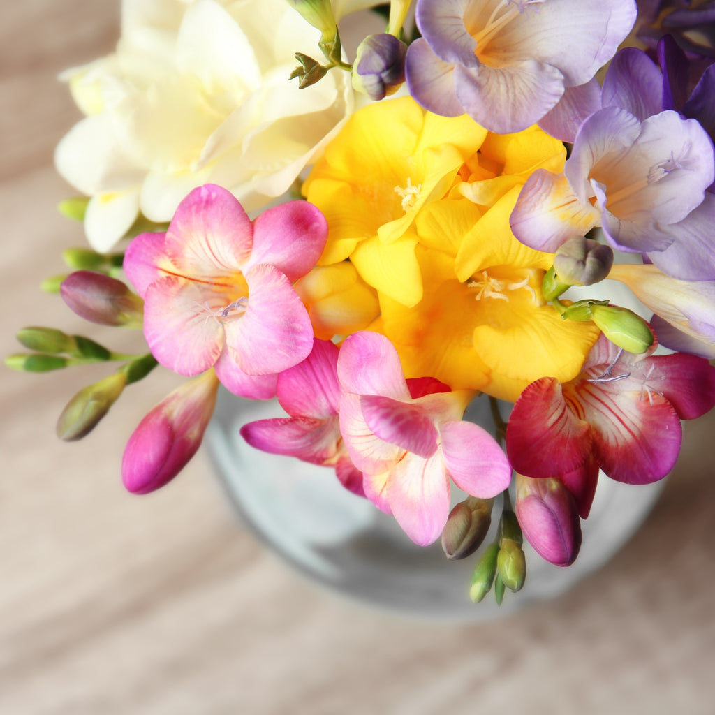 Freesia Cottage Garden Collection Bulbs Growing Bonsai Roots Rhizomes Corms Tubers Potted Planting Reblooming Fragrant Garden Species Blooms Flower Seeds Plant Gardening