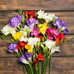 Freesia Doubles Mix Bulbs Growing Bonsai Roots Rhizomes Corms Tubers Potted Planting Reblooming Fragrant Garden Species Blooms Flower Seeds Plant Gardening