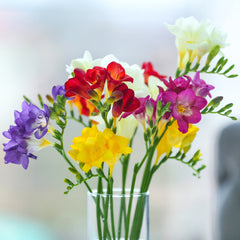 Freesia Singles Mix Bulbs Growing Bonsai Roots Rhizomes Corms Tubers Potted Planting Reblooming Fragrant Garden Species Blooms Flower Seeds Plant Gardening - Seedsplant