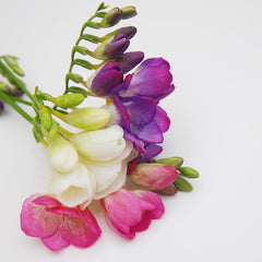Freesia Berries  Cream Collection Bulbs Growing Bonsai Roots Rhizomes Corms Tubers Potted Planting Reblooming Fragrant Garden Species Blooms Flower Seeds Plant Gardening