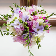 Freesia Berries  Cream Collection Bulbs Growing Bonsai Roots Rhizomes Corms Tubers Potted Planting Reblooming Fragrant Garden Species Blooms Flower Seeds Plant Gardening