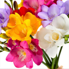 Freesia Bountiful Bouquets Collection Bulbs Growing Bonsai Roots Rhizomes Corms Tubers Potted Planting Reblooming Fragrant Garden Species Blooms Flower Seeds Plant Gardening