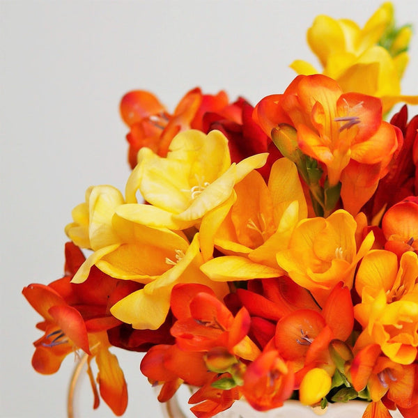 Freesia Burning Embers Collection Bulbs Growing Bonsai Roots Rhizomes Corms Tubers Potted Planting Reblooming Fragrant Garden Species Blooms Flower Seeds Plant Gardening