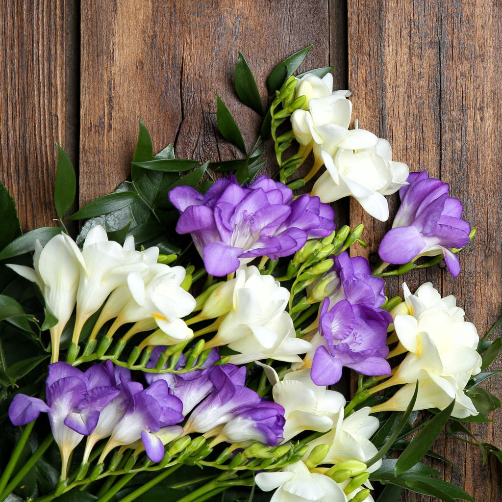 Freesia Clear Skies Collection Bulbs Growing Bonsai Roots Rhizomes Corms Tubers Potted Planting Reblooming Fragrant Garden Species Blooms Flower Seeds Plant Gardening
