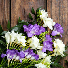Freesia Clear Skies Collection Bulbs Growing Bonsai Roots Rhizomes Corms Tubers Potted Planting Reblooming Fragrant Garden Species Blooms Flower Seeds Plant Gardening