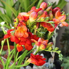 Freesia Double Bi-Color Bulbs Growing Bonsai Roots Rhizomes Corms Tubers Potted Planting Reblooming Fragrant Garden Species Blooms Flower Seeds Plant Gardening