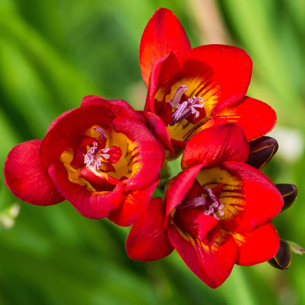 Freesia Double Bi-Color Bulbs Growing Bonsai Roots Rhizomes Corms Tubers Potted Planting Reblooming Fragrant Garden Species Blooms Flower Seeds Plant Gardening