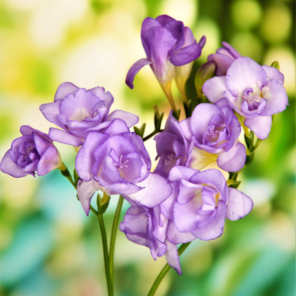 Freesia Double Blue Bulbs Growing Bonsai Roots Rhizomes Corms Tubers Potted Planting Reblooming Fragrant Garden Species Blooms Flower Seeds Plant Gardening