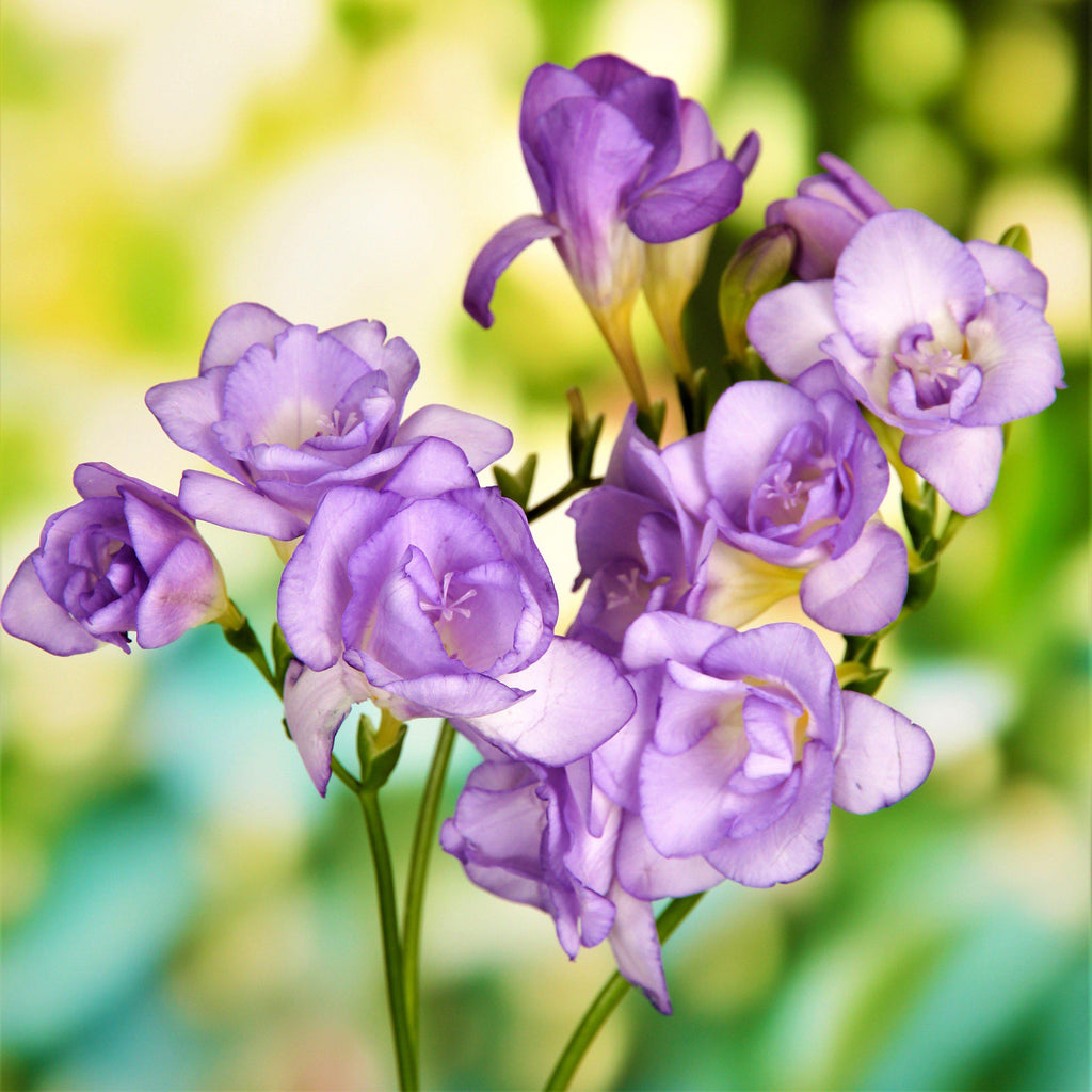 Purple Freesia Cottage Garden Collection Bulbs Growing Bonsai Roots Rhizomes Corms Tubers Potted Planting Reblooming Fragrant Garden Species Blooms Flower Seeds Plant Gardening