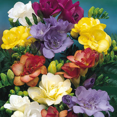 Giant Double Freesia Blue Bulbs Growing Bonsai Roots Rhizomes Corms Tubers Potted Planting Reblooming Fragrant Garden Species Blooms Flower Seeds Plant Gardening - Seedsplant