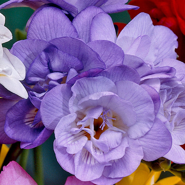 Giant Double Freesia Blue Bulbs Growing Bonsai Roots Rhizomes Corms Tubers Potted Planting Reblooming Fragrant Garden Species Blooms Flower Seeds Plant Gardening