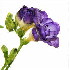 Freesia Double Blue Bulbs Growing Bonsai Roots Rhizomes Corms Tubers Potted Planting Reblooming Fragrant Garden Species Blooms Flower Seeds Plant Gardening - Seedsplant