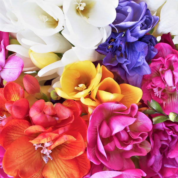 Freesia Doubles Mix Bulbs Growing Bonsai Roots Rhizomes Corms Tubers Potted Planting Reblooming Fragrant Garden Species Blooms Flower Seeds Plant Gardening