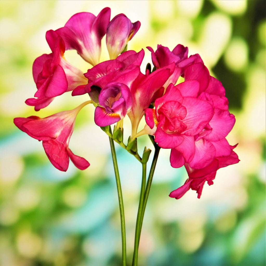 Red Freesia Cottage Garden Collection Bulbs Growing Bonsai Roots Rhizomes Corms Tubers Potted Planting Reblooming Fragrant Garden Species Blooms Flower Seeds Plant Gardening