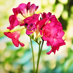Freesia Doubles Mix Bulbs Growing Bonsai Roots Rhizomes Corms Tubers Potted Planting Reblooming Fragrant Garden Species Blooms Flower Seeds Plant Gardening