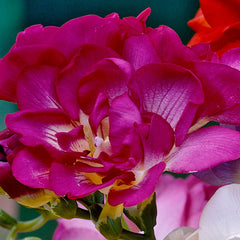 Giant Double Freesia Pink Bulbs Growing Bonsai Roots Rhizomes Corms Tubers Potted Planting Reblooming Fragrant Garden Species Blooms Flower Seeds Plant Gardening