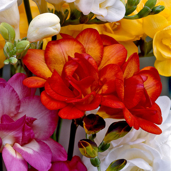 Giant Double Freesia Red Bulbs Growing Bonsai Roots Rhizomes Corms Tubers Potted Planting Reblooming Fragrant Garden Species Blooms Flower Seeds Plant Gardening