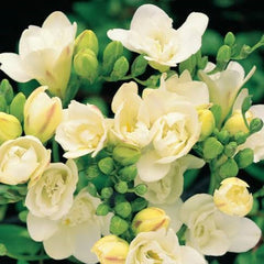 Double Yellow Freesia Bulbs Growing Bonsai Roots Rhizomes Corms Tubers Potted Planting Reblooming Fragrant Garden Species Blooms Flower Seeds Plant Gardening