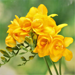 Freesia Doubles Mix Bulbs Growing Bonsai Roots Rhizomes Corms Tubers Potted Planting Reblooming Fragrant Garden Species Blooms Flower Seeds Plant Gardening