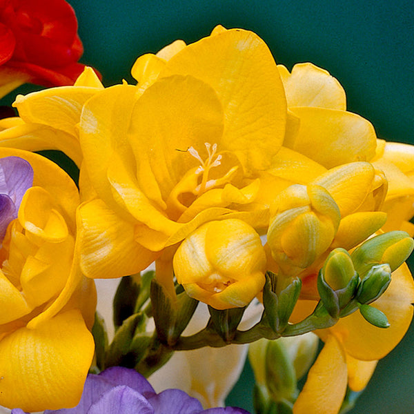 Giant Double Freesia Yellow Bulbs Growing Bonsai Roots Rhizomes Corms Tubers Potted Planting Reblooming Fragrant Garden Species Blooms Flower Seeds Plant Gardening